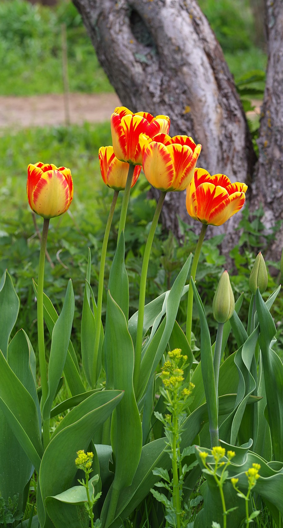 Hướng dẫn tải và chỉnh ảnh PhotoScape cho người mới, đơn giản–nâng cao 6 Tulip cultivar Banja Luka 15 May 2022 IMGP1135p