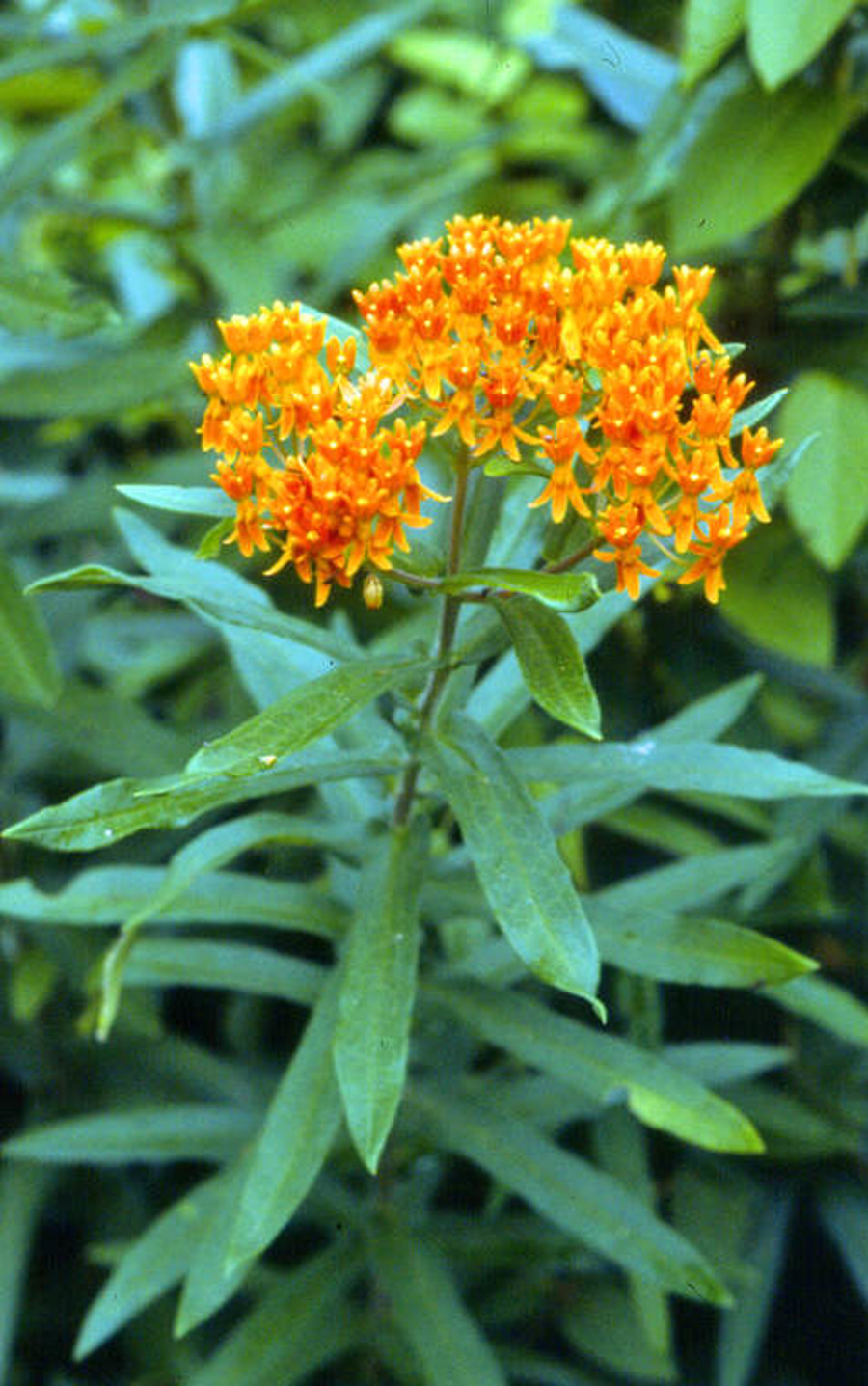 asclepias tuberosa lstritch lg